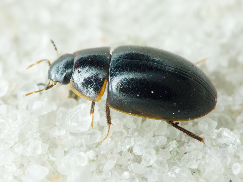Cymbiodyta marginella (Fabricius, 1792)